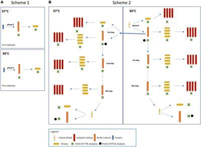 In-process real-time probiotic phenotypic strain identity tracking: The use of Fourier transform infrared spectroscopy